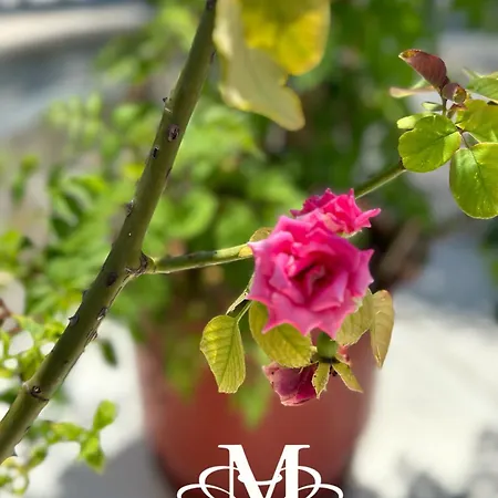 Appartamento La Maison - Your For 4 Seasons Golem (Tirana)