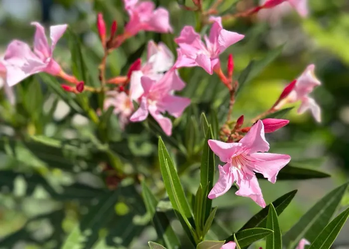 La Maison - Your For 4 Seasons Διαμέρισμα Golem (Tirana)