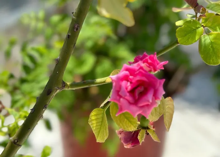 Апартаменты La Maison - Your For 4 Seasons Голем