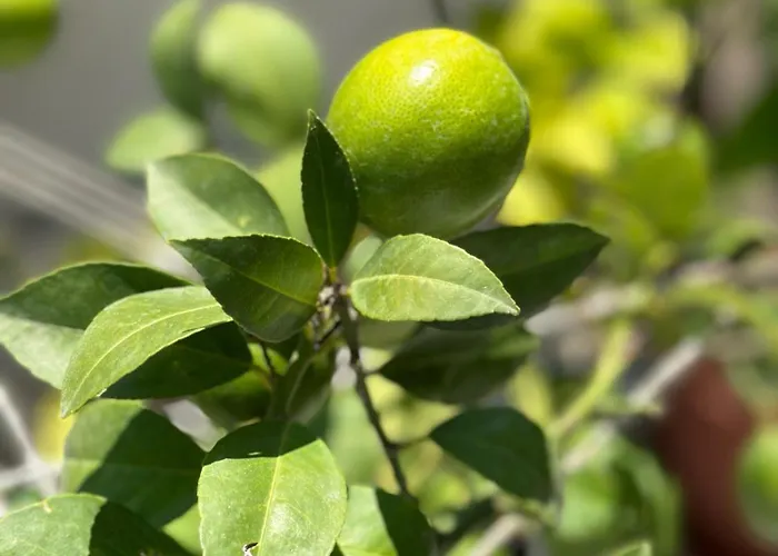 La Maison - Your For 4 Seasons Διαμέρισμα