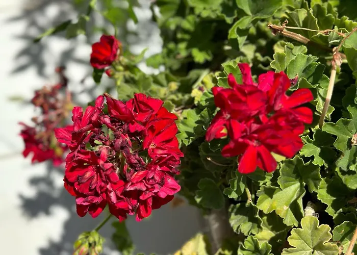 La Maison - Your For 4 Seasons *